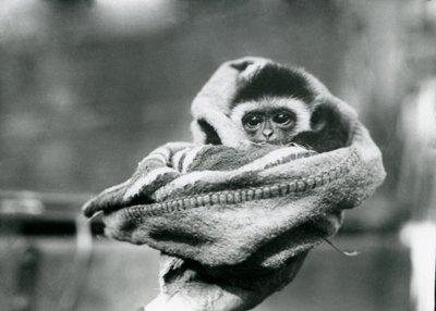 A baby gibbon wrapped in a blanket and held in one hand at London Zoo, June 1922 by Frederick William Bond